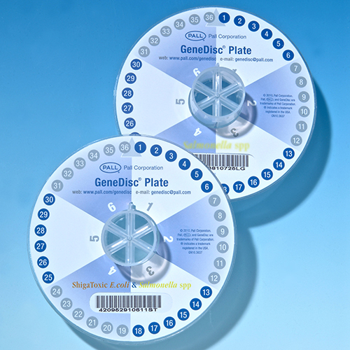 GeneDisc® Salmonella, GSLMSPP206006 product photo Primary L